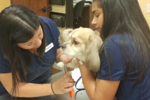 Veterinary-Hospital-Garland_Kennel-Assistants