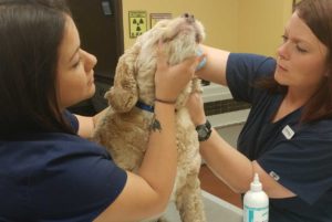 Veterinary-Hospital-Garland_Nurses