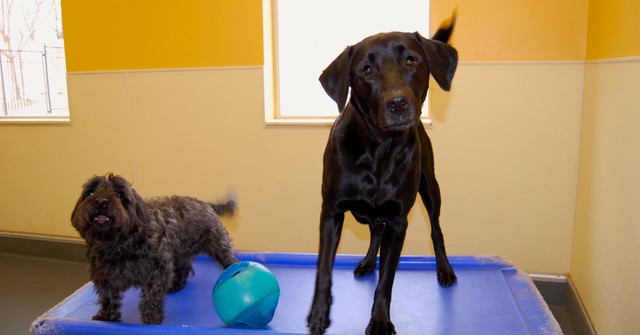 Doggie Daycare